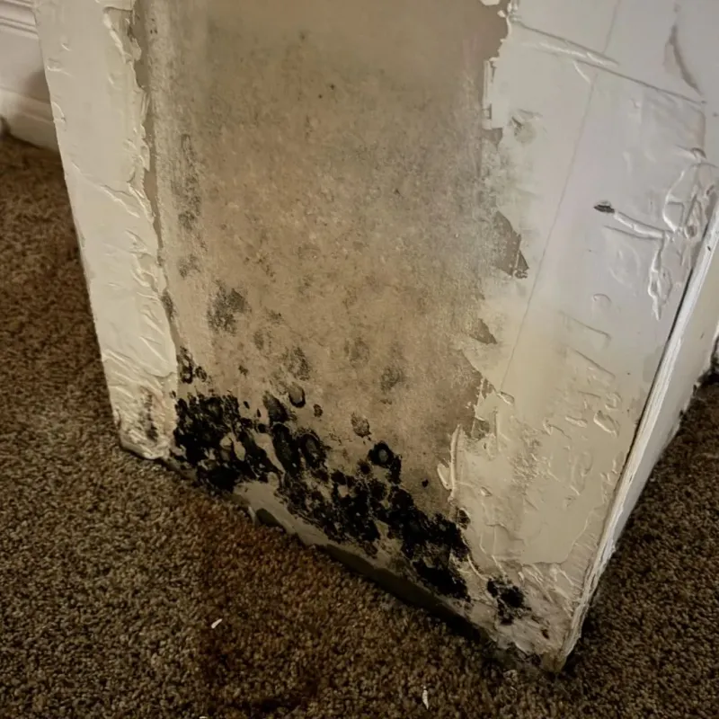 Professional Mold Removal in Hiawatha, IA